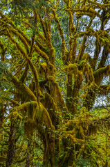 Fototapeta premium Epiphytic plants and wet moss hang from tree branches in the forest in Olympic National Park, Washington