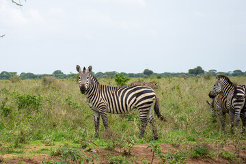 Fototapeta na wymiar zebra in tarangiri park