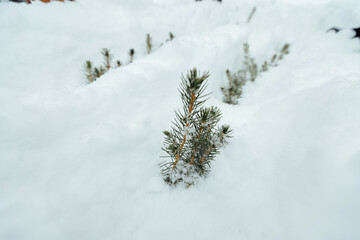 spruce nursery for growing coniferous trees. many small Christmas trees grow under the snow. reforestation