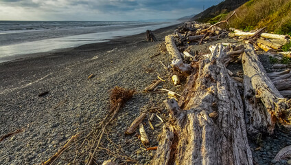 Trunks of fallen trees at low tide on the Pacific Ocean in Olympic, National Park, Washington