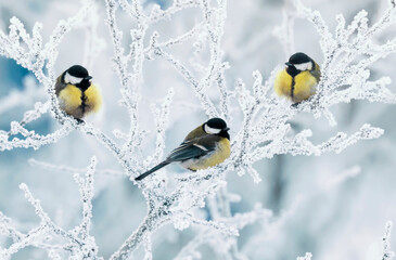 bird tits they sit on branches covered with white frost in the winter garden