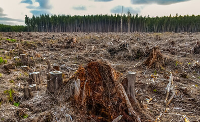 Felling of trees, many stumps from felled pines. Washington State