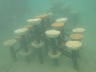 Deployed artificial reef at Redang island