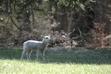 Young lamb standing alone on a field of grass with trees in the background during spring