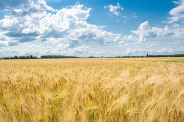 field of wheat