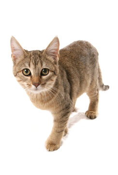 pixie bob cat