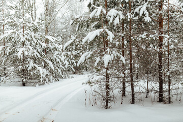 Fototapeta premium the background of a winter forest, a landscape of fir trees strewn with white snow, an empty road among deep snowdrifts in a blizzard