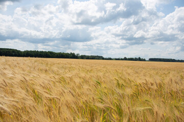 field of wheat