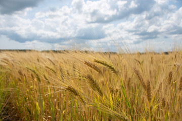 field of wheat