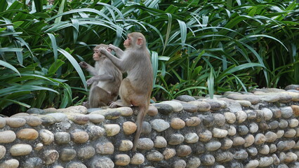 two macaques sitting on a wall, Monkey Mountain, Son Tra Peninsula, Da Nang, Vietnam, February