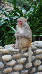 a macaque sitting on a wall, Monkey Mountain, Son Tra Peninsula, Da Nang, Vietnam, February