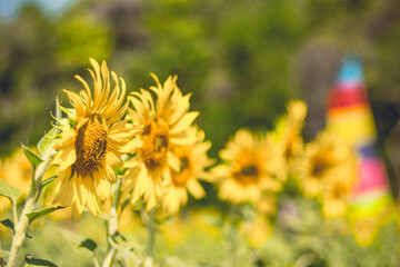 Close up of sunflower in a field, selective focus on blurred background. Summer and oil concept
