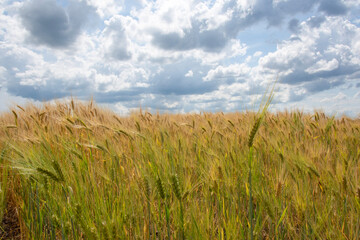 wheat field and blue sky