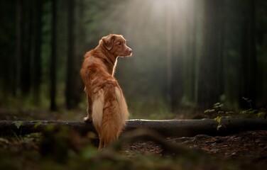 dog in the forest