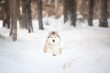 Portrait of free and beautiful siberian Husky dog lying in the winter forest at sunset