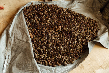 lots of fir and pine cones, background texture uniform pattern of coniferous cones spread out on the ground, harvesting of coniferous tree seeds