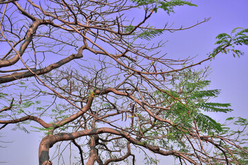 branches of a tree against sky