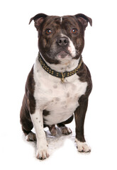 Staffordshire bull terrier