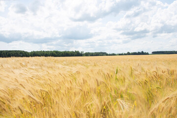 field of wheat