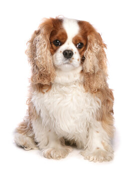 King Charles Spaniel Dog