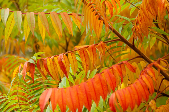Essigbaum in Herbstfarben