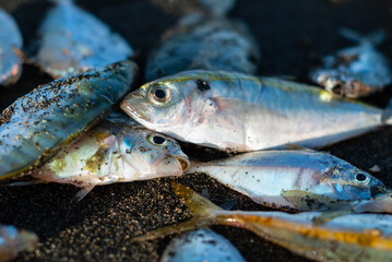Fresh from the sea harvest of bunch of fishes lying on the beach in a coastal community one warm morning in the Philippines.