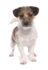 Parsons Jack Russell Terrier Dog