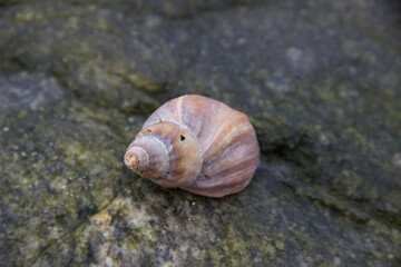 snail on a stone