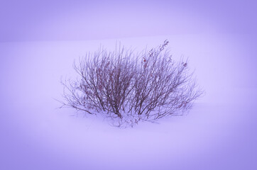 Lonely bush in a snowy field.
