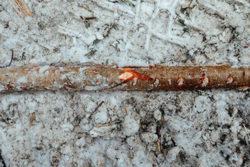 illegal logging, industrial excavator bucket grabs fallen trees and clears the road, harvesting raw materials for the woodworking industry