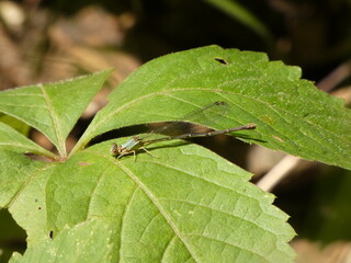 bug on a leaf