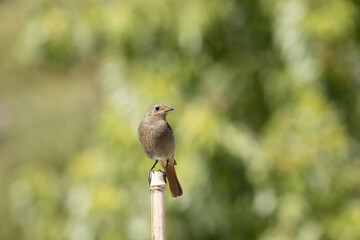 Black Redstart