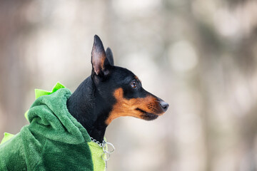 Beautiful miniature pinscher in the green dinosaur's suit sitting in the forest in winter