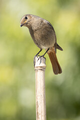 Black Redstart