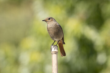 Black Redstart