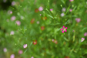 flowers in the grass