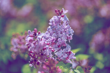 Fototapeta premium Blooming lilac in the sun.