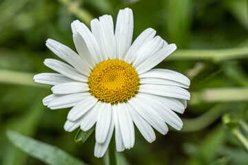 Obraz premium One Beautiful Daisy