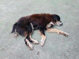 Sleeping street dog in Manaus, Amazonas - Brazil. 