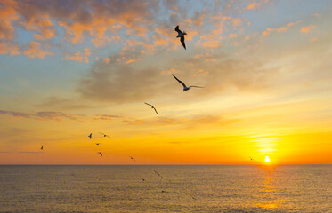 Gulls over the sea at dawn.