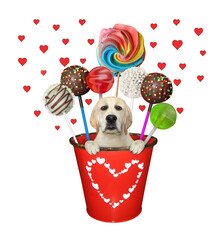 A dog labrador is inside a red metal pail with sweets. White background. Isolated.