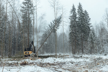 harvester cuts down trees, industrial harvesting of wood with the help of an automated machine, many falling trees in the winter forest, human activity destroys the natural environment.