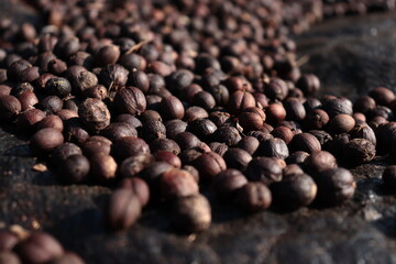 Dry coffee - black dry coffee shattered on a black sheet for sun rays to fall in coorg.