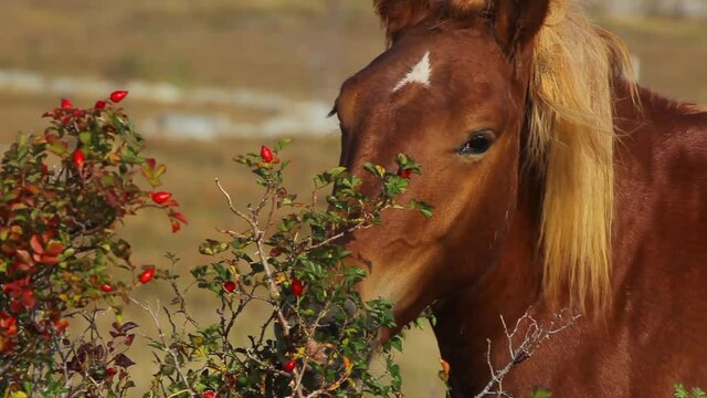Horse from Velebit mountain eating the rose hip, Croatia