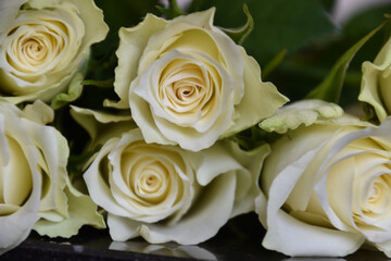 White roses waiting for you