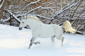 White horse running in paddock on the snowy bushes background