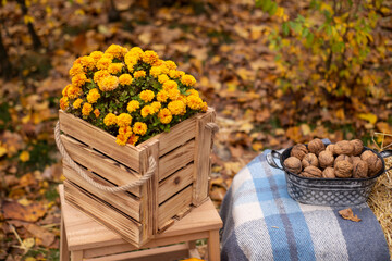 autumn photozone. fall decorations. plaid, hay, flowers, leaves, walnuts. in the forest. banner, greeting card