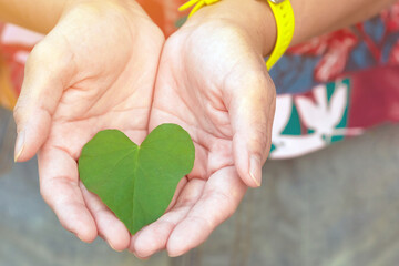 Two hand of woman holding carefully heart shape leaf. Green leaf in female hands.Conservation and awareness,love natural,go organic and green living concept. Green heart-shaped leaf of Valentine's day
