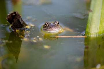 frog in the pond