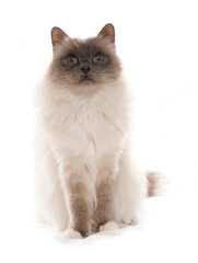 Birman Cat